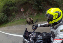 Transfagarasan Transfogarascher Hochstraße Rumänien Motorradtour DN7C Transfagarasan Motorradtour Bären
