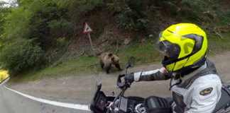 Transfagarasan Transfogarascher Hochstraße Rumänien Motorradtour DN7C Transfagarasan Motorradtour Bären