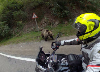 Transfagarasan Transfogarascher Hochstraße Rumänien Motorradtour DN7C Transfagarasan Motorradtour Bären