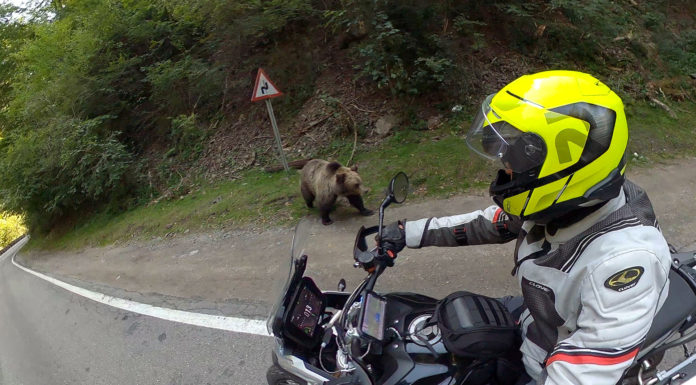 Transfagarasan Transfogarascher Hochstraße Rumänien Motorradtour DN7C Transfagarasan Motorradtour Bären